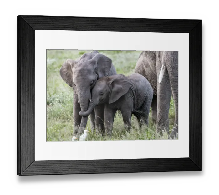 Framed Print : Africa, Kenya, Amboseli National Park. Close-up of juvenile elephant Framed Print : Africa, Kenya, Amboseli National Park. Close-up of juvenile elephant