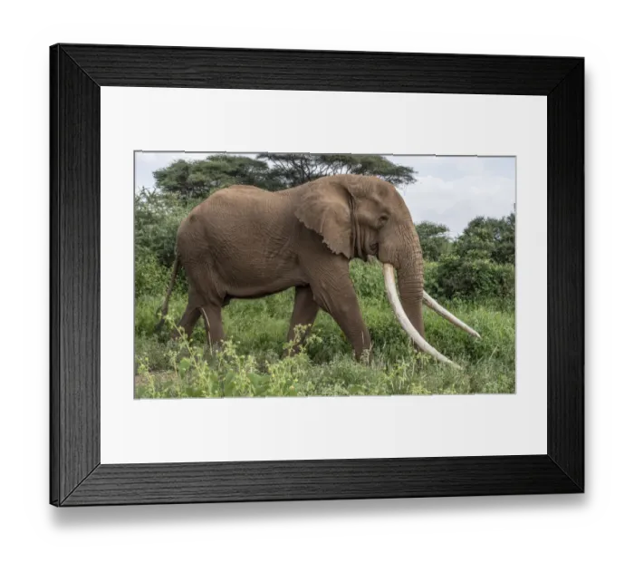 Framed Print : Africa, Kenya, Amboseli National Park. Close-up of walking elephant Framed Print : Africa, Kenya, Amboseli National Park. Close-up of walking elephant