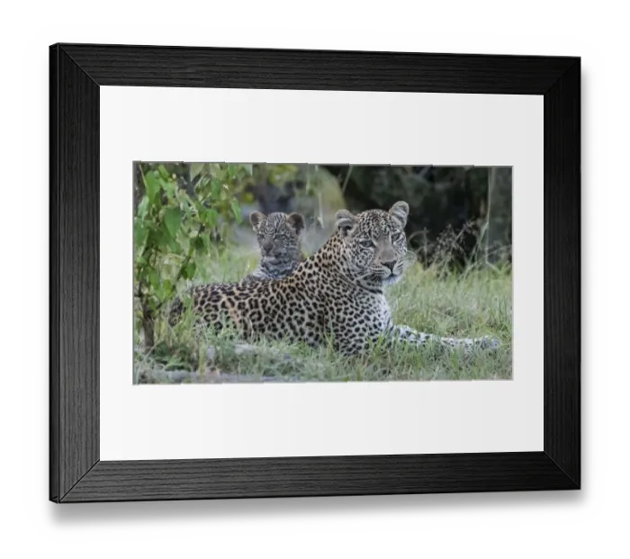 Framed Print : Africa, Kenya, Msai Mara National Reserve. Close-up of leopard mother and cub Framed Print : Africa, Kenya, Msai Mara National Reserve. Close-up of leopard mother and cub