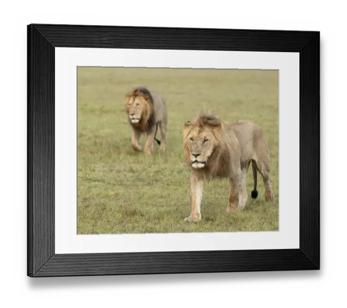Framed Print : Africa, Kenya, Msai Mara National Reserve. Close-up of two walking lions