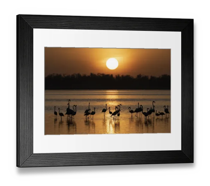 Framed Print : Africa, Kenya, Amboseli National Park. Greater flamingos in water at sunrise Framed Print : Africa, Kenya, Amboseli National Park. Greater flamingos in water at sunrise