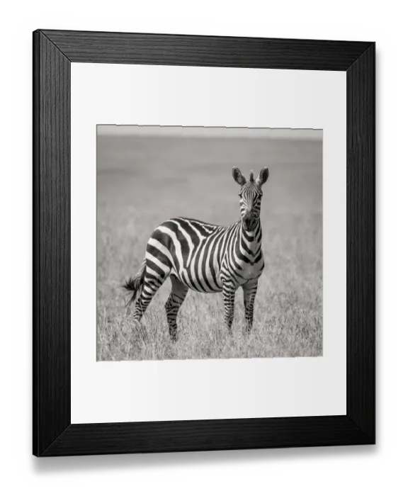 Framed Print : Africa, Kenya, Msai Mara National Reserve. Close-up of lone zebra