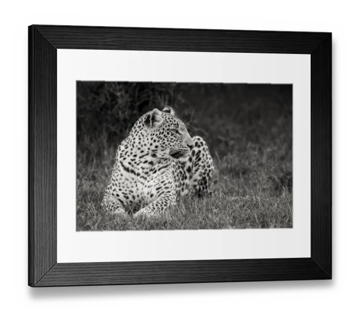 Framed Print : Africa, Kenya, Msai Mara National Reserve. Close-up of resting leopard Framed Print : Africa, Kenya, Msai Mara National Reserve. Close-up of resting leopard