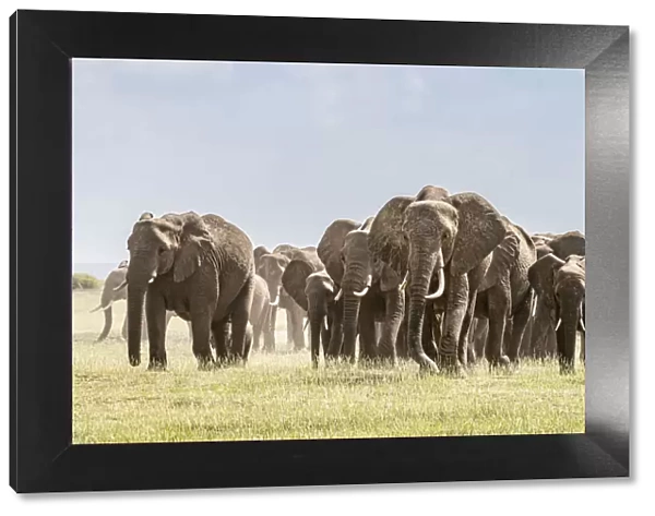 Africa, African elephant, Amboseli National Park. Panoramic of front of elephant herd