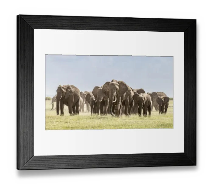 Framed Print : Africa, African elephant, Amboseli National Park. Panoramic of front of elephant herd