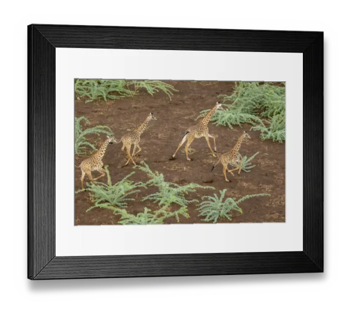 Framed Print : Africa, Kenya, Shompole, Aerial view herd of Giraffes (Giraffa camelopardalis