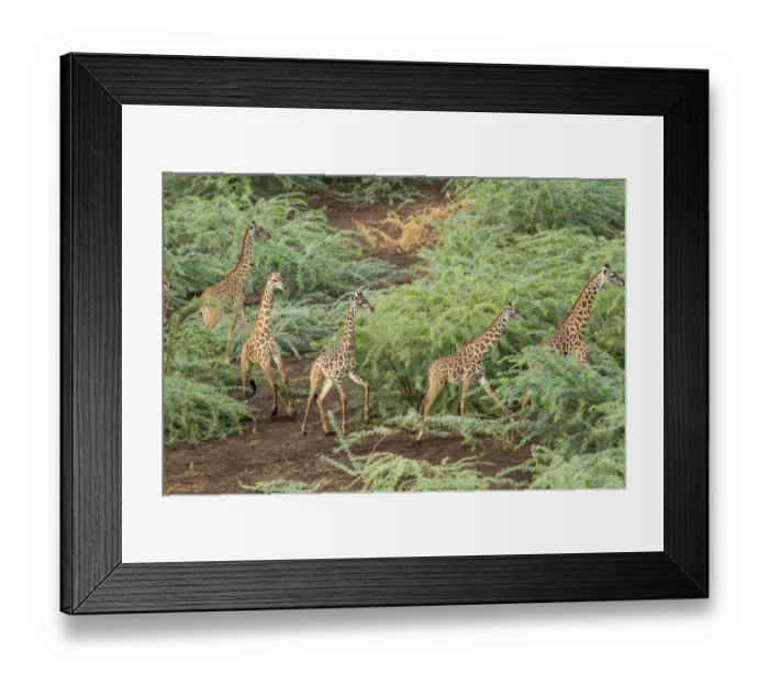 Framed Print : Africa, Kenya, Shompole, Aerial view herd of Giraffes (Giraffa camelopardalis