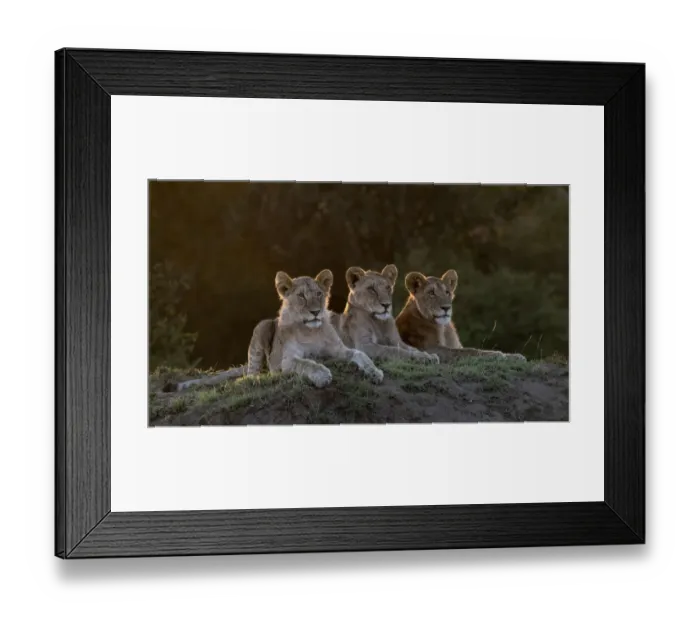 Framed Print : Africa, Kenya, Msai Mara National Reserve. Three resting lions Framed Print : Africa, Kenya, Msai Mara National Reserve. Three resting lions