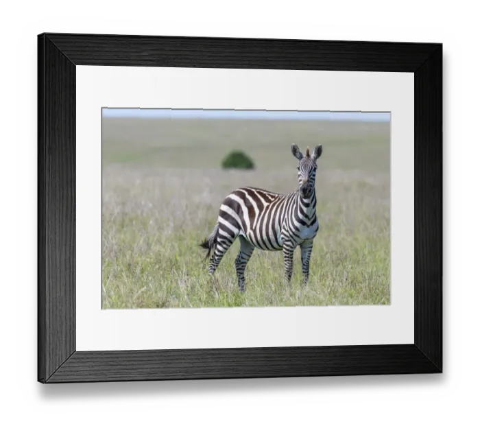 Framed Print : Africa, Kenya, Msai Mara National Reserve. Close-up of lone zebra Framed Print : Africa, Kenya, Msai Mara National Reserve. Close-up of lone zebra