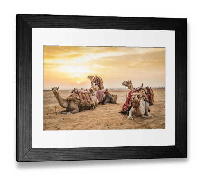 Framed Print : Africa, Egypt, Cairo. Giza plateau. Camels at the Great Pyramids of Giza Framed Print : Africa, Egypt, Cairo. Giza plateau. Camels at the Great Pyramids of Giza