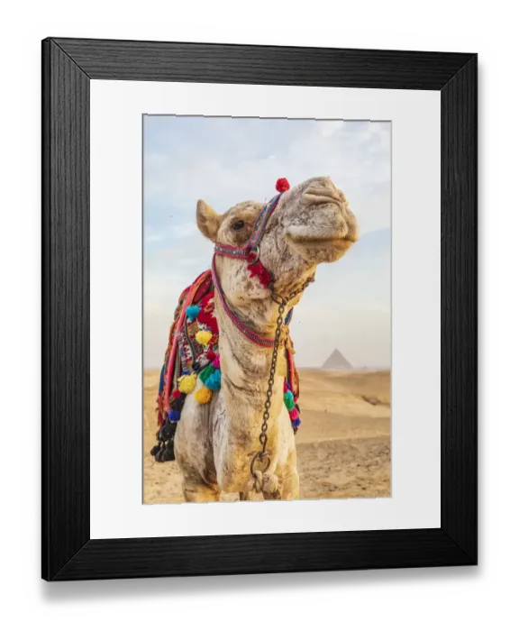 Framed Print : Africa, Egypt, Cairo. Giza plateau. Camel near the great Giza pyramids