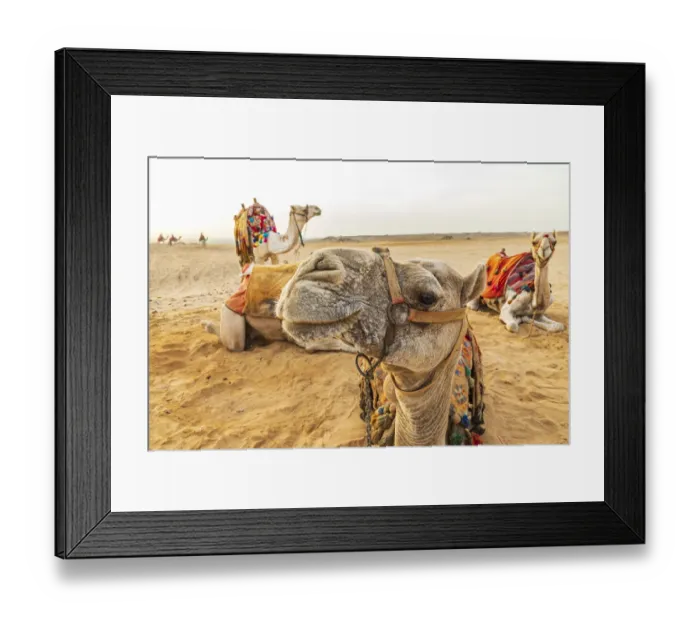 Framed Print : Africa, Egypt, Cairo. Giza plateau. Camels near the pyramids at Giza Framed Print : Africa, Egypt, Cairo. Giza plateau. Camels near the pyramids at Giza