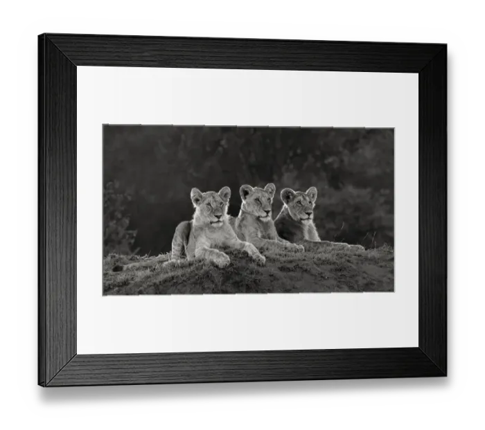 Framed Print : Africa, Kenya, Msai Mara National Reserve. Three resting lions Framed Print : Africa, Kenya, Msai Mara National Reserve. Three resting lions