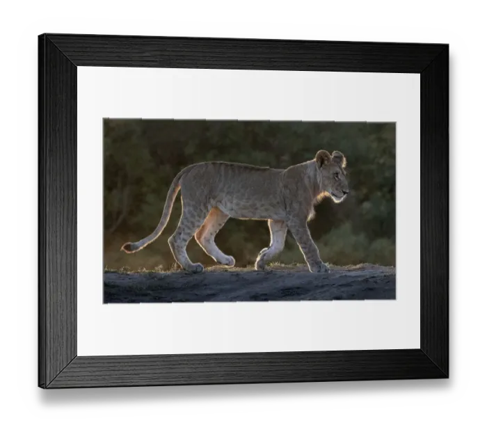 Framed Print : Africa, Kenya, Msai Mara National Reserve. Backlit close-up of young lion