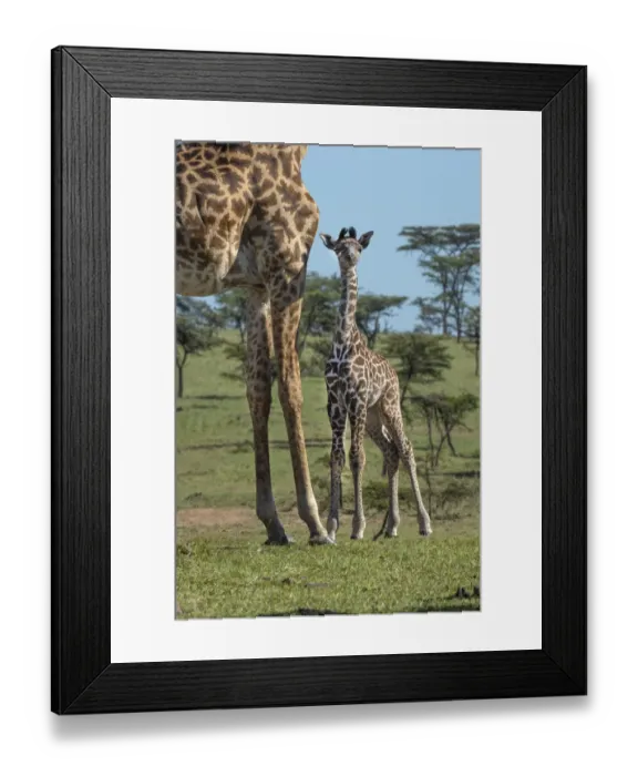 Framed Print : Kenya, Kenya, Masai Mara Conservancy. Group of adult giraffes Framed Print : Kenya, Kenya, Masai Mara Conservancy. Group of adult giraffes