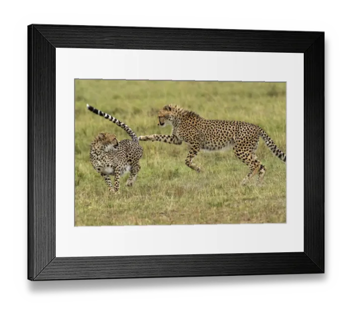 Framed Print : Kenya, Masai Mara National Reserve. Young cheetahs playing Framed Print : Kenya, Masai Mara National Reserve. Young cheetahs playing