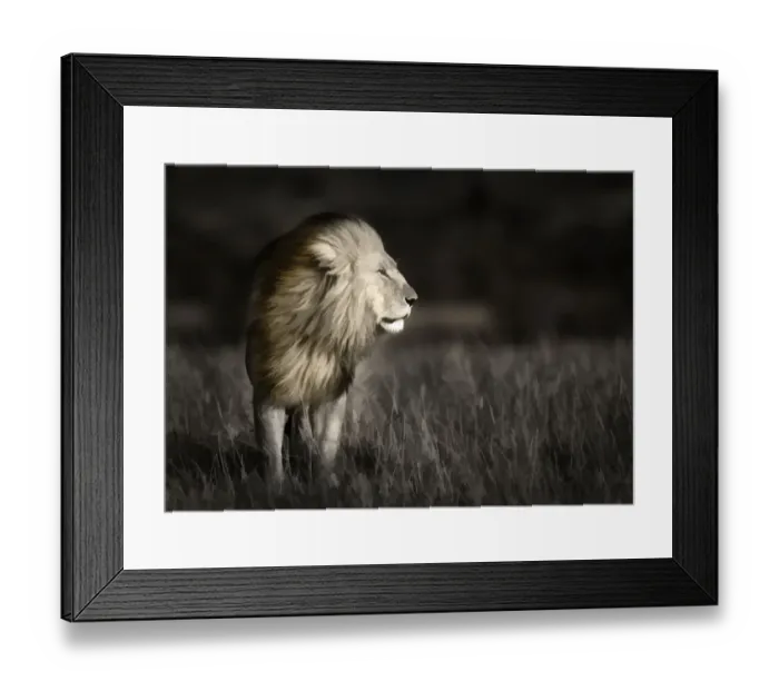 Framed Print : Kenya, Masai Mara National Reserve. Abstract of male lion standing in field