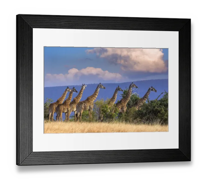 Framed Print : Kenya, Masai Mara Conservancy. Group of adult giraffes Framed Print : Kenya, Masai Mara Conservancy. Group of adult giraffes