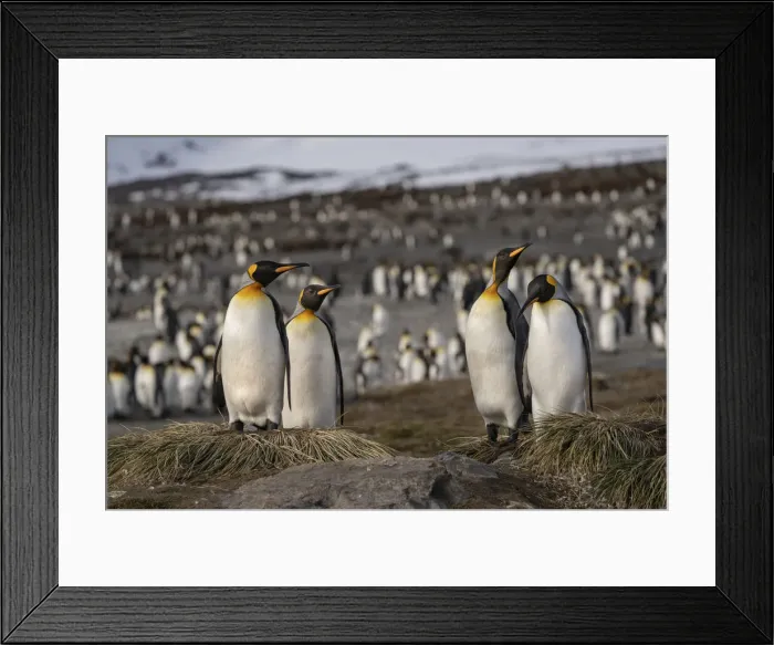 Framed Print : Antarctica, South Georgia Island, St. Andrews Bay. King penguins at their nests Framed Print : Antarctica, South Georgia Island, St. Andrews Bay. King penguins at their nests