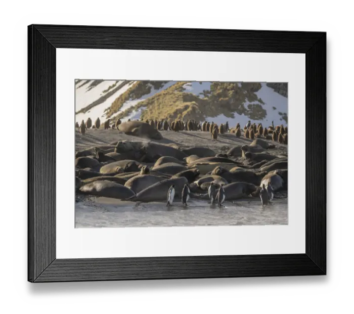 Framed Print : Antarctica, South Georgia Island, Gold Harbor. King penguins and elephant seals Framed Print : Antarctica, South Georgia Island, Gold Harbor. King penguins and elephant seals
