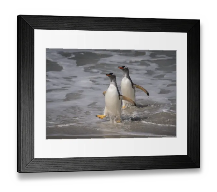 Framed Print : Falkland Islands, Grave Cove. Gentoo penguins returning from ocean Framed Print : Falkland Islands, Grave Cove. Gentoo penguins returning from ocean