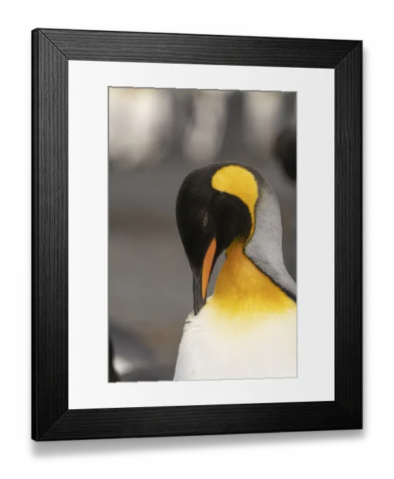 Framed Print : Antarctica, South Georgia Island, Right Whale Bay. King penguin preening Framed Print : Antarctica, South Georgia Island, Right Whale Bay. King penguin preening