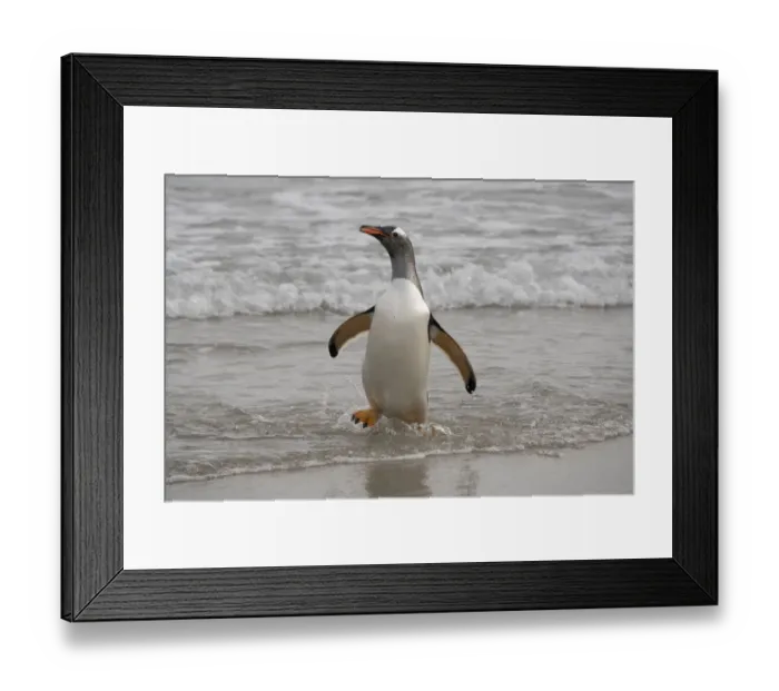 Framed Print : Falkland Islands, Grave Cove. Gentoo penguin returning from ocean Framed Print : Falkland Islands, Grave Cove. Gentoo penguin returning from ocean