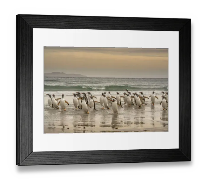 Framed Print : Falkland Islands, Grave Cove. Gentoo penguins walking in surf at sunset