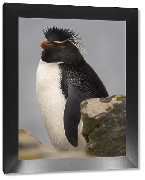 Falkland Islands, New Island. Close-up of rockhopper penguin