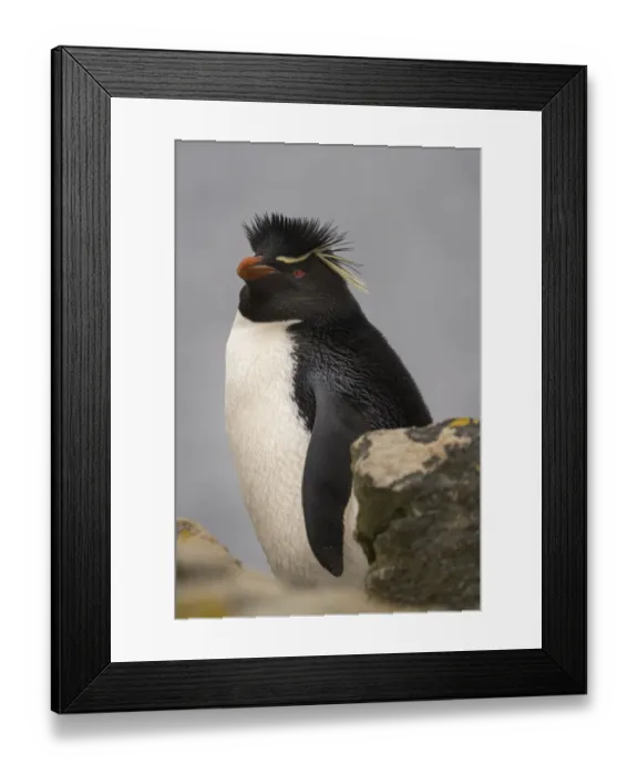 Framed Print : Falkland Islands, New Island. Close-up of rockhopper penguin Framed Print : Falkland Islands, New Island. Close-up of rockhopper penguin