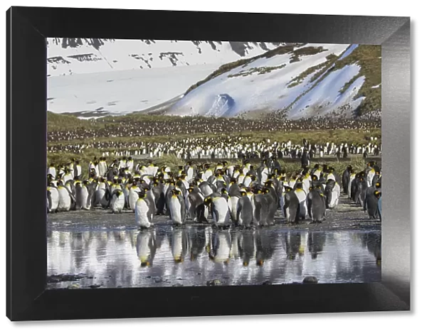 Antarctica, South Georgia Island, Salisbury Plain. King penguins on beach