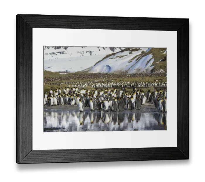 Framed Print : Antarctica, South Georgia Island, Salisbury Plain. King penguins on beach Framed Print : Antarctica, South Georgia Island, Salisbury Plain. King penguins on beach