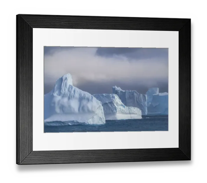 Framed Print : Antarctica, South Georgia Island, Coopers Bay. Icebergs at sunrise Framed Print : Antarctica, South Georgia Island, Coopers Bay. Icebergs at sunrise