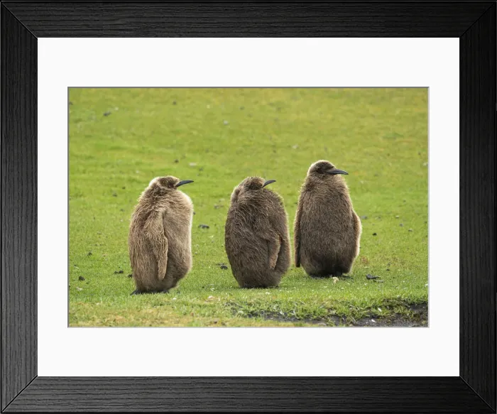 Framed Print : Falkland Islands, Saunders Island. Close-up of king penguin chicks or oakum boys Framed Print : Falkland Islands, Saunders Island. Close-up of king penguin chicks or oakum boys