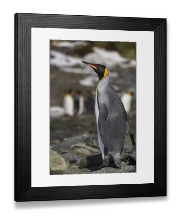 Framed Print : Antarctica, South Georgia Island, Elsehul Bay. King penguin close-up Framed Print : Antarctica, South Georgia Island, Elsehul Bay. King penguin close-up