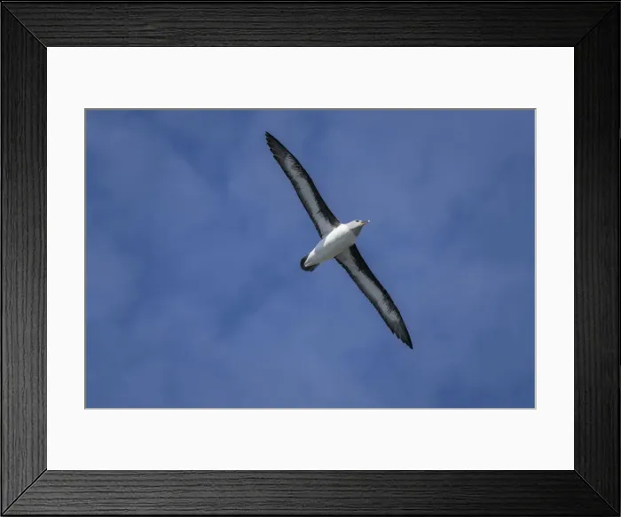 Framed Print : Antarctica, South Georgia Island, Elsehul Bay. Grey-headed albatross soars on air