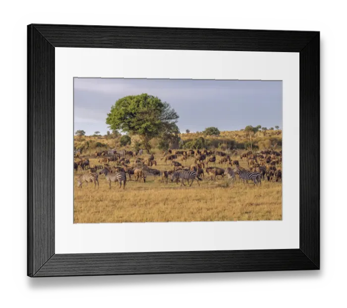 Framed Print : Africa, Tanzania, Serengeti National Park. Zebras and wildebeests on plain Framed Print : Africa, Tanzania, Serengeti National Park. Zebras and wildebeests on plain