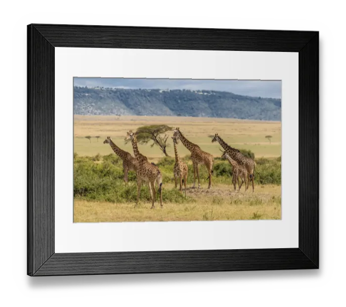 Framed Print : Africa, Tanzania, Serengeti National Park. Giraffes on plain