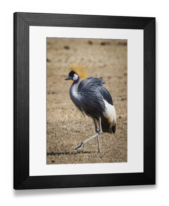 Framed Print : A grey crown crane is seen in Ngorongoro Crater, Tanzania Framed Print : A grey crown crane is seen in Ngorongoro Crater, Tanzania