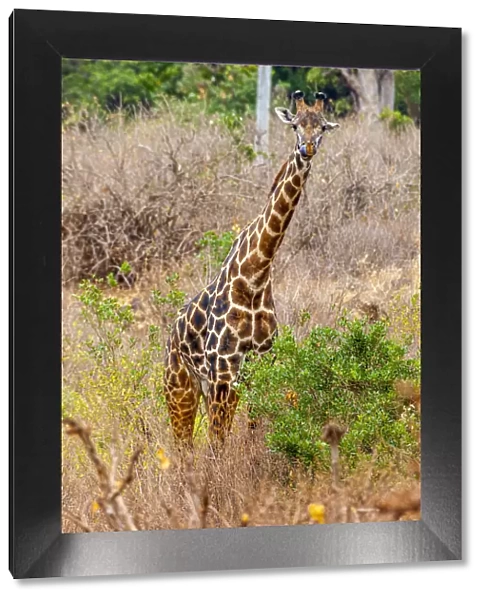 A Msai giraffe looks on as a safari drives by