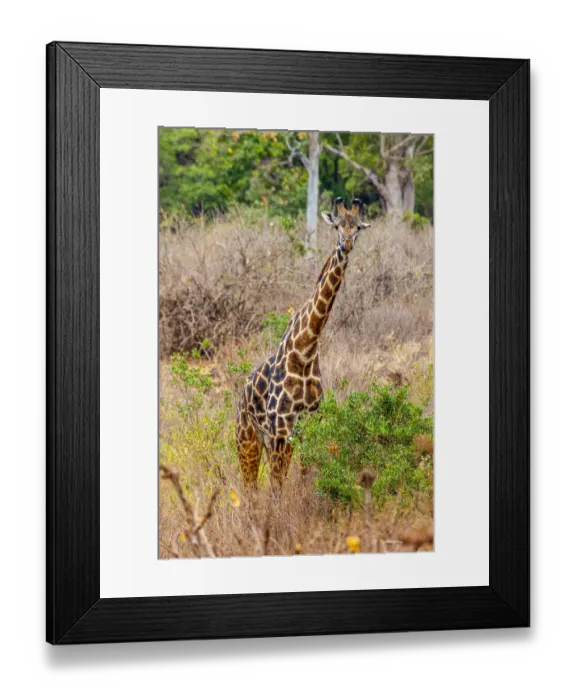 Framed Print : A Msai giraffe looks on as a safari drives by