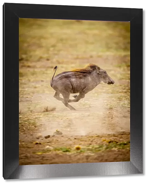 A young warthog kicks up dust as it runs