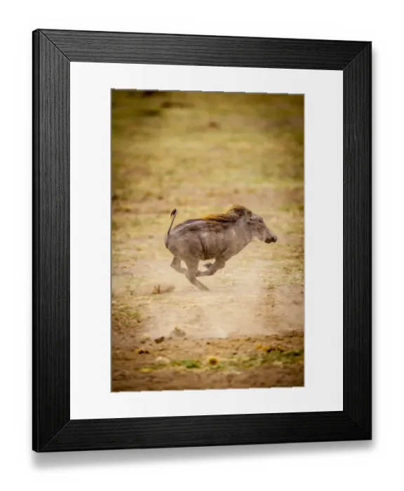 Framed Print : A young warthog kicks up dust as it runs Framed Print : A young warthog kicks up dust as it runs