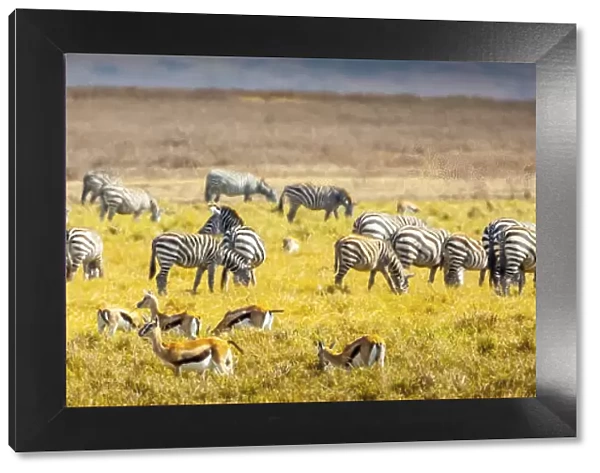 Thompsons gazelle and zebra feed among the grasslands within the Ngorongoro Crater