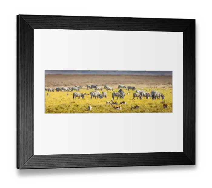 Framed Print : Thompsons gazelle and zebra feed among the grasslands within the Ngorongoro Crater Framed Print : Thompsons gazelle and zebra feed among the grasslands within the Ngorongoro Crater