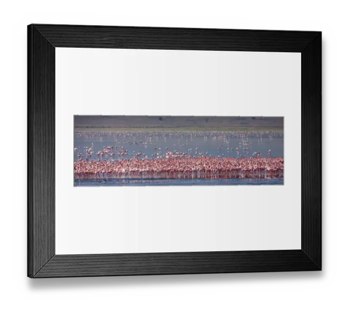 Framed Print : Lesser flamingos rest and feed in Lake Magadi inside Ngorongoro Crater, Tanzania