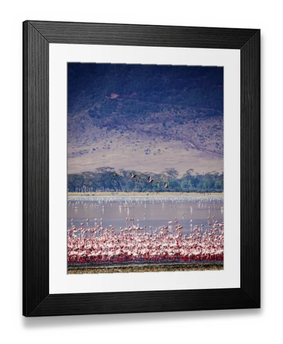 Framed Print : Lesser flamingos rest and feed in Lake Magadi inside Ngorongoro Crater, Tanzania