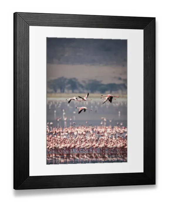 Framed Print : Lesser flamingos rest and feed in Lake Magadi inside Ngorongoro Crater, Tanzania Framed Print : Lesser flamingos rest and feed in Lake Magadi inside Ngorongoro Crater, Tanzania