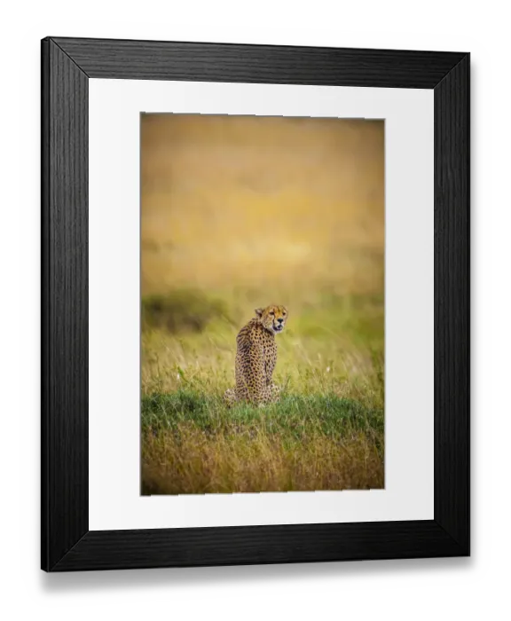 Framed Print : A male cheetah looks back Framed Print : A male cheetah looks back
