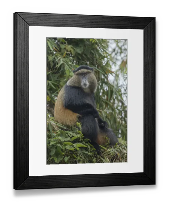Framed Print : Africa, Rwanda, Volcanoes National Park, Golden Monkey (Cercopithecus kandti